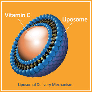 Vegielight PassionC Liposomal Vitamin C 維機力 脂質性維他命C w/Lipid-Protect™ (10支$380/2支$388)